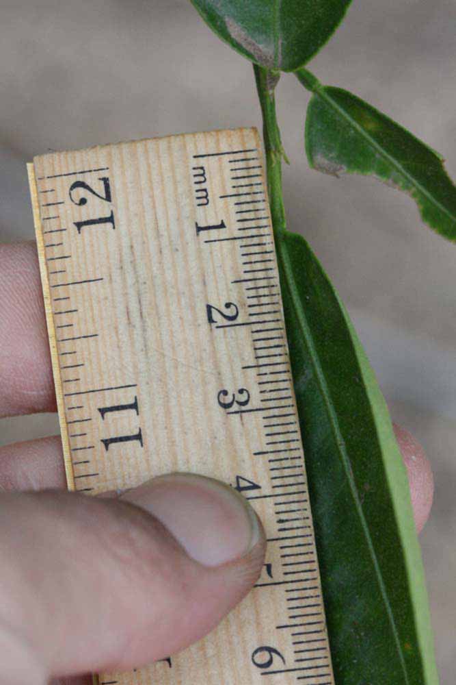              Unifoliolate leaf (Riverside, CA)       